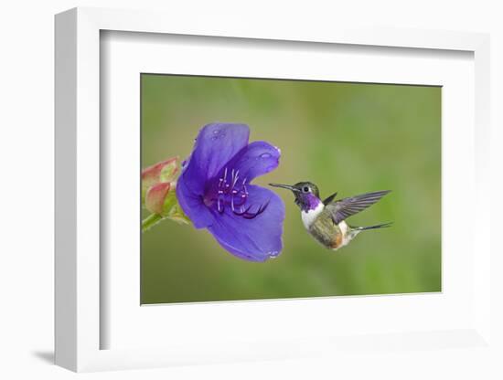 Purple-Throated Woodstar Hummingbird (Calliphlox Mitchellii) Flying to Garden Flower-Melvin Grey-Framed Photographic Print