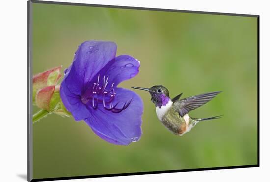 Purple-Throated Woodstar Hummingbird (Calliphlox Mitchellii) Flying to Garden Flower-Melvin Grey-Mounted Photographic Print