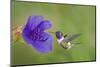 Purple-Throated Woodstar Hummingbird (Calliphlox Mitchellii) Flying to Garden Flower-Melvin Grey-Mounted Photographic Print