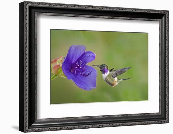 Purple-Throated Woodstar Hummingbird (Calliphlox Mitchellii) Flying to Garden Flower-Melvin Grey-Framed Photographic Print