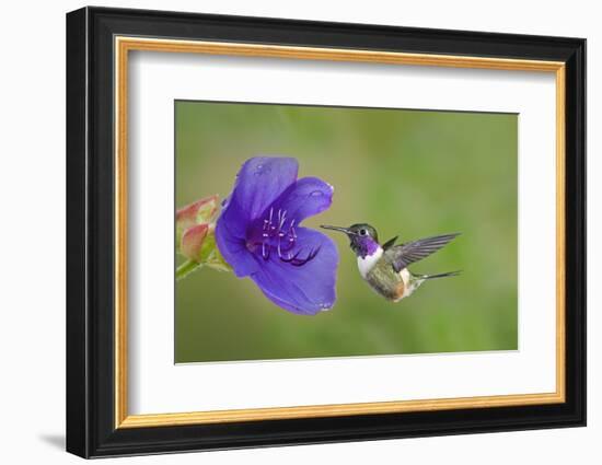 Purple-Throated Woodstar Hummingbird (Calliphlox Mitchellii) Flying to Garden Flower-Melvin Grey-Framed Photographic Print