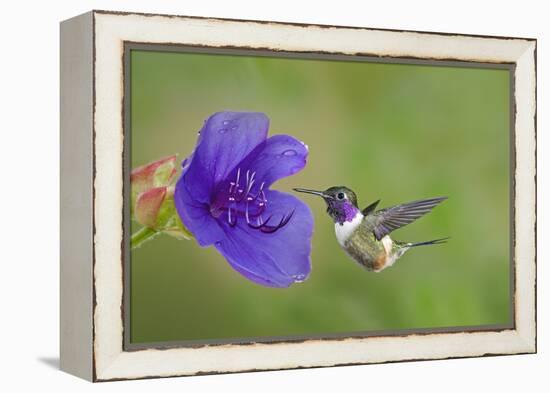 Purple-Throated Woodstar Hummingbird (Calliphlox Mitchellii) Flying to Garden Flower-Melvin Grey-Framed Premier Image Canvas