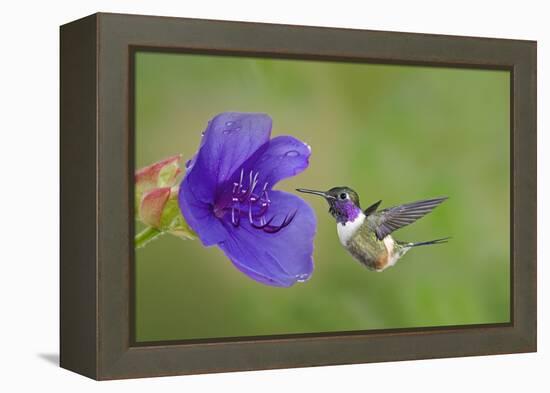 Purple-Throated Woodstar Hummingbird (Calliphlox Mitchellii) Flying to Garden Flower-Melvin Grey-Framed Premier Image Canvas