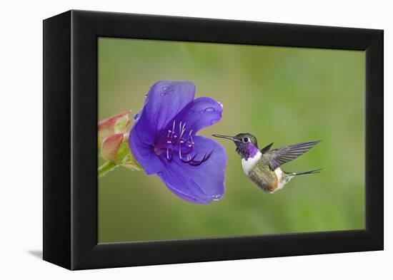 Purple-Throated Woodstar Hummingbird (Calliphlox Mitchellii) Flying to Garden Flower-Melvin Grey-Framed Premier Image Canvas