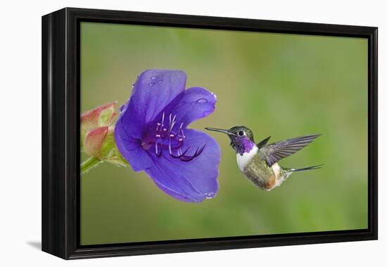 Purple-Throated Woodstar Hummingbird (Calliphlox Mitchellii) Flying to Garden Flower-Melvin Grey-Framed Premier Image Canvas