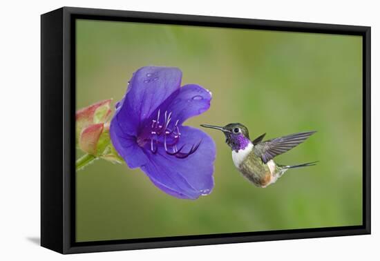 Purple-Throated Woodstar Hummingbird (Calliphlox Mitchellii) Flying to Garden Flower-Melvin Grey-Framed Premier Image Canvas