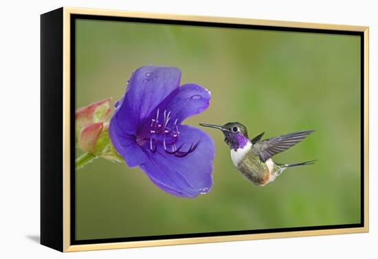 Purple-Throated Woodstar Hummingbird (Calliphlox Mitchellii) Flying to Garden Flower-Melvin Grey-Framed Premier Image Canvas