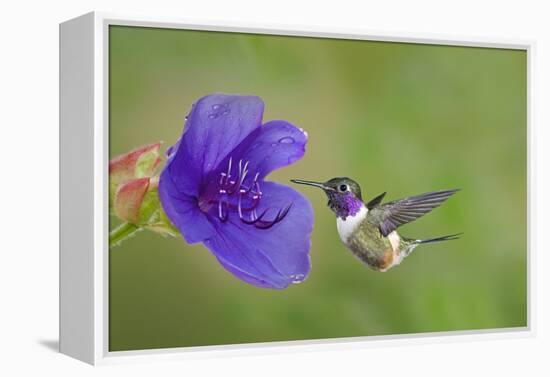 Purple-Throated Woodstar Hummingbird (Calliphlox Mitchellii) Flying to Garden Flower-Melvin Grey-Framed Premier Image Canvas