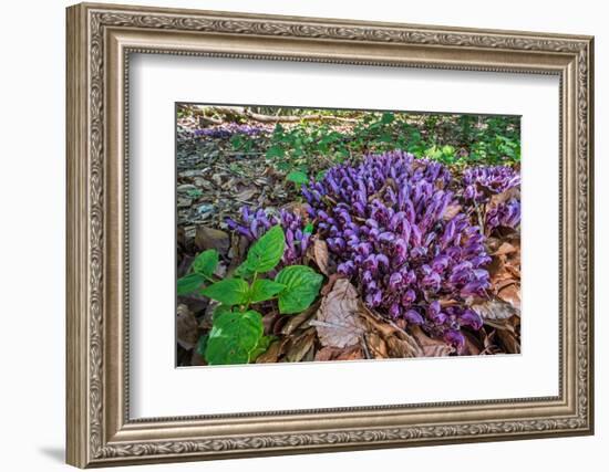 Purple toothwort / clandestine in flower in spring, Belgium-Philippe Clement-Framed Photographic Print