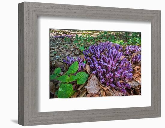 Purple toothwort / clandestine in flower in spring, Belgium-Philippe Clement-Framed Photographic Print