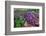 Purple toothwort / clandestine in flower in spring, Belgium-Philippe Clement-Framed Photographic Print