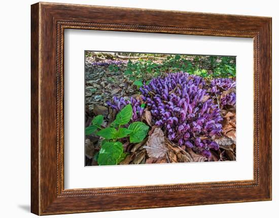 Purple toothwort / clandestine in flower in spring, Belgium-Philippe Clement-Framed Photographic Print