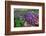 Purple toothwort / clandestine in flower in spring, Belgium-Philippe Clement-Framed Photographic Print