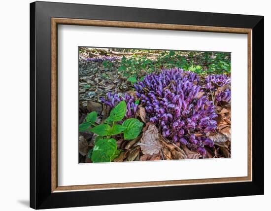 Purple toothwort / clandestine in flower in spring, Belgium-Philippe Clement-Framed Photographic Print