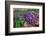 Purple toothwort / clandestine in flower in spring, Belgium-Philippe Clement-Framed Photographic Print