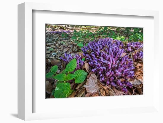 Purple toothwort / clandestine in flower in spring, Belgium-Philippe Clement-Framed Photographic Print