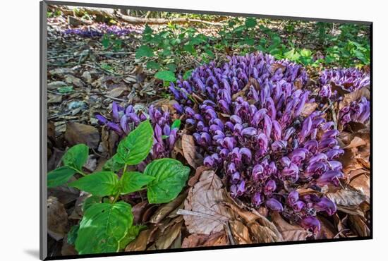 Purple toothwort / clandestine in flower in spring, Belgium-Philippe Clement-Mounted Photographic Print