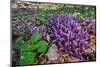 Purple toothwort / clandestine in flower in spring, Belgium-Philippe Clement-Mounted Photographic Print