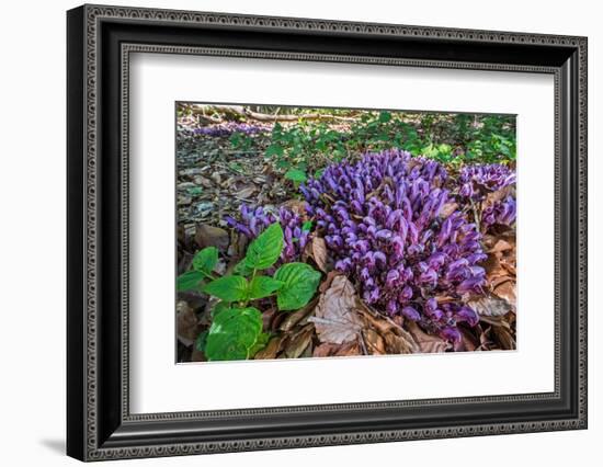 Purple toothwort / clandestine in flower in spring, Belgium-Philippe Clement-Framed Photographic Print