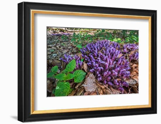 Purple toothwort / clandestine in flower in spring, Belgium-Philippe Clement-Framed Photographic Print