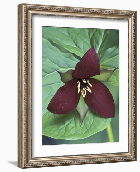 Purple Trillium, Port Huron, Michigan, USA-Claudia Adams-Framed Photographic Print