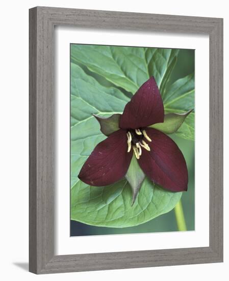 Purple Trillium, Port Huron, Michigan, USA-Claudia Adams-Framed Photographic Print