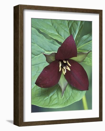 Purple Trillium, Port Huron, Michigan, USA-Claudia Adams-Framed Photographic Print