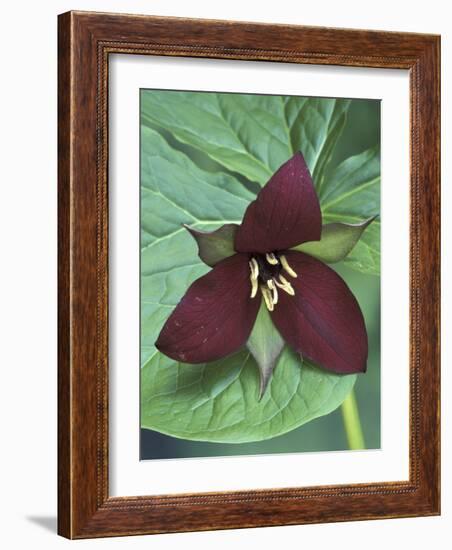 Purple Trillium, Port Huron, Michigan, USA-Claudia Adams-Framed Photographic Print