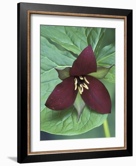 Purple Trillium, Port Huron, Michigan, USA-Claudia Adams-Framed Photographic Print