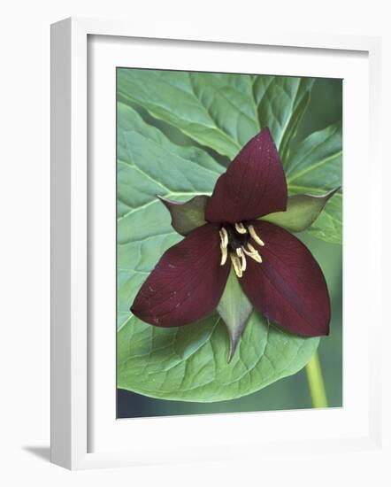 Purple Trillium, Port Huron, Michigan, USA-Claudia Adams-Framed Photographic Print