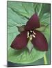 Purple Trillium, Port Huron, Michigan, USA-Claudia Adams-Mounted Photographic Print