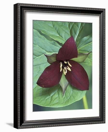 Purple Trillium, Port Huron, Michigan, USA-Claudia Adams-Framed Photographic Print