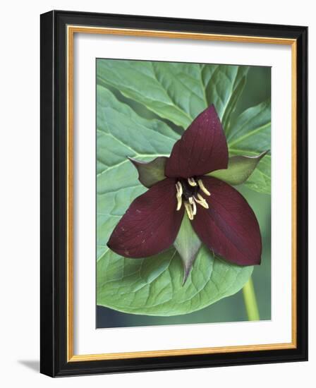 Purple Trillium, Port Huron, Michigan, USA-Claudia Adams-Framed Photographic Print