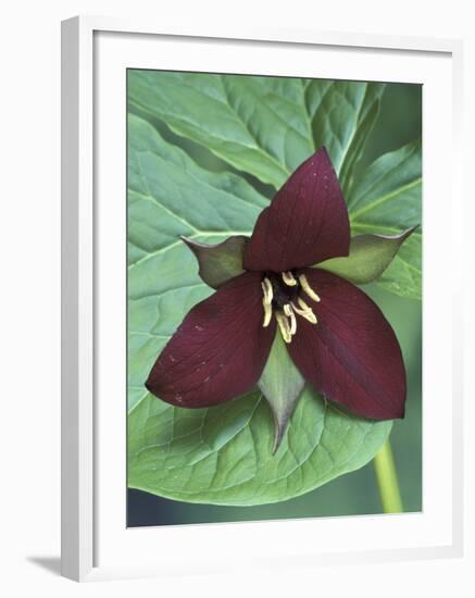 Purple Trillium, Port Huron, Michigan, USA-Claudia Adams-Framed Photographic Print