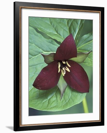 Purple Trillium, Port Huron, Michigan, USA-Claudia Adams-Framed Photographic Print