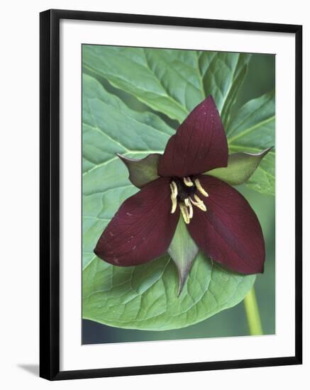 Purple Trillium, Port Huron, Michigan, USA-Claudia Adams-Framed Photographic Print