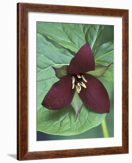 Purple Trillium, Port Huron, Michigan, USA-Claudia Adams-Framed Photographic Print