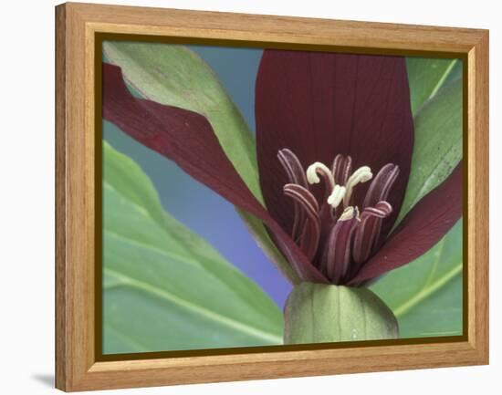 Purple Trillium, Port Huron, Michigan, USA-Claudia Adams-Framed Premier Image Canvas