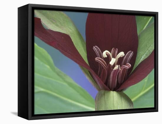 Purple Trillium, Port Huron, Michigan, USA-Claudia Adams-Framed Premier Image Canvas