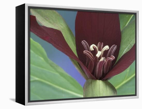 Purple Trillium, Port Huron, Michigan, USA-Claudia Adams-Framed Premier Image Canvas