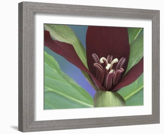 Purple Trillium, Port Huron, Michigan, USA-Claudia Adams-Framed Photographic Print