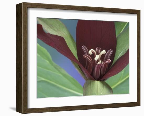 Purple Trillium, Port Huron, Michigan, USA-Claudia Adams-Framed Photographic Print