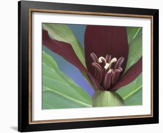 Purple Trillium, Port Huron, Michigan, USA-Claudia Adams-Framed Photographic Print