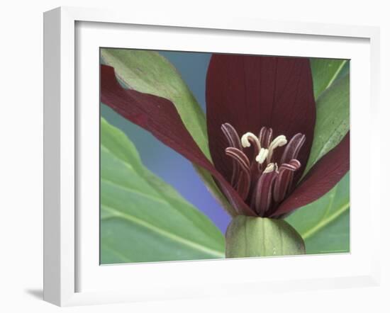 Purple Trillium, Port Huron, Michigan, USA-Claudia Adams-Framed Photographic Print