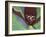 Purple Trillium, Port Huron, Michigan, USA-Claudia Adams-Framed Photographic Print