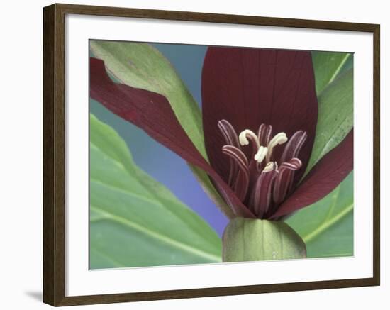 Purple Trillium, Port Huron, Michigan, USA-Claudia Adams-Framed Photographic Print