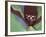 Purple Trillium, Port Huron, Michigan, USA-Claudia Adams-Framed Photographic Print