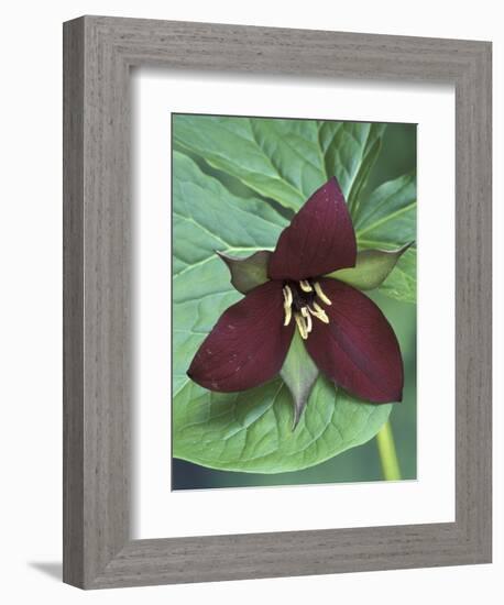 Purple Trillium, Port Huron, Michigan, USA-Claudia Adams-Framed Photographic Print