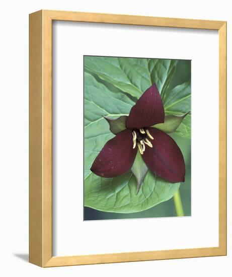 Purple Trillium, Port Huron, Michigan, USA-Claudia Adams-Framed Photographic Print