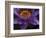 Purple Tropical Water Lily, Kenilworth Aquatic Gardens, Washington DC, USA-Corey Hilz-Framed Photographic Print